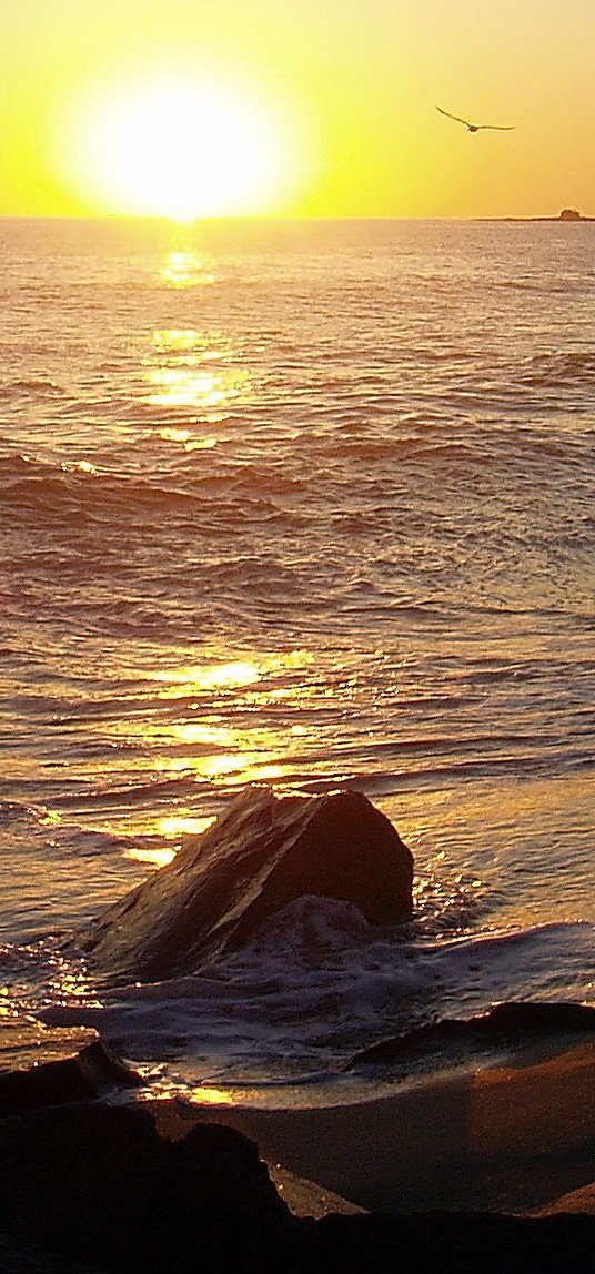 sunset-bird-_1.jpg