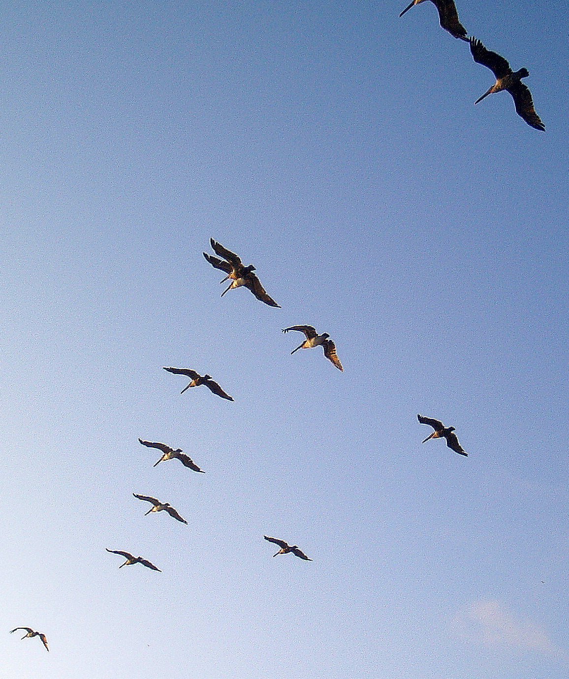 pelicans-flying-to-the-sun.jpg