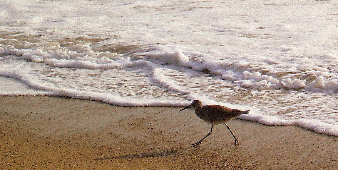 running-sandpiper.jpg
