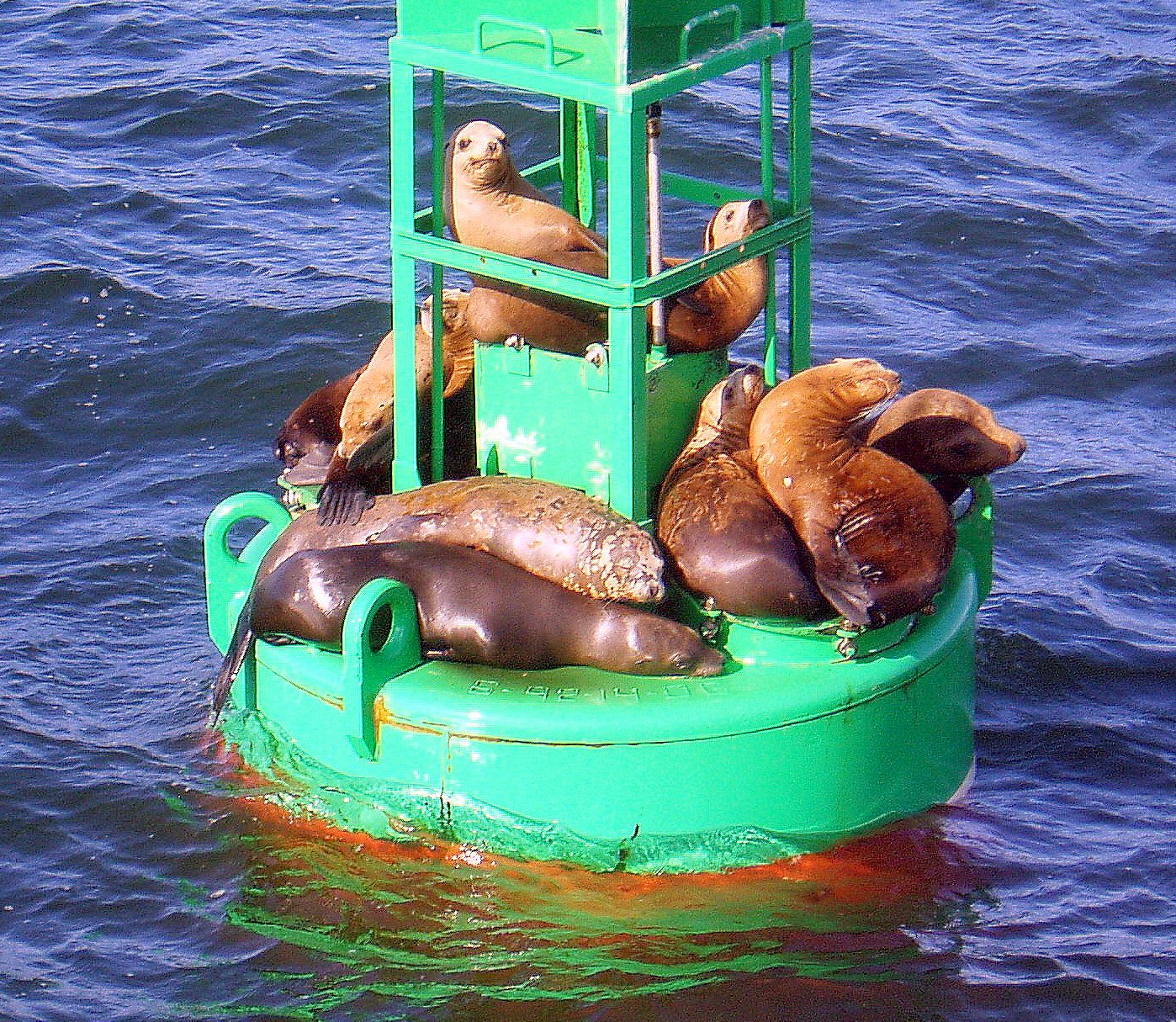 seals.jpg