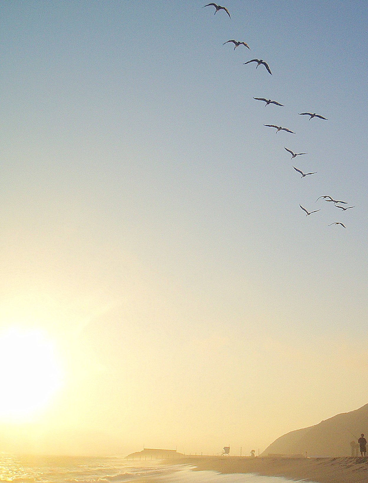 pelicans-in-flight-two.jpg