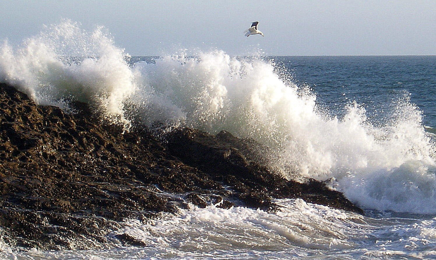 sea-gull-splash-three.jpg
