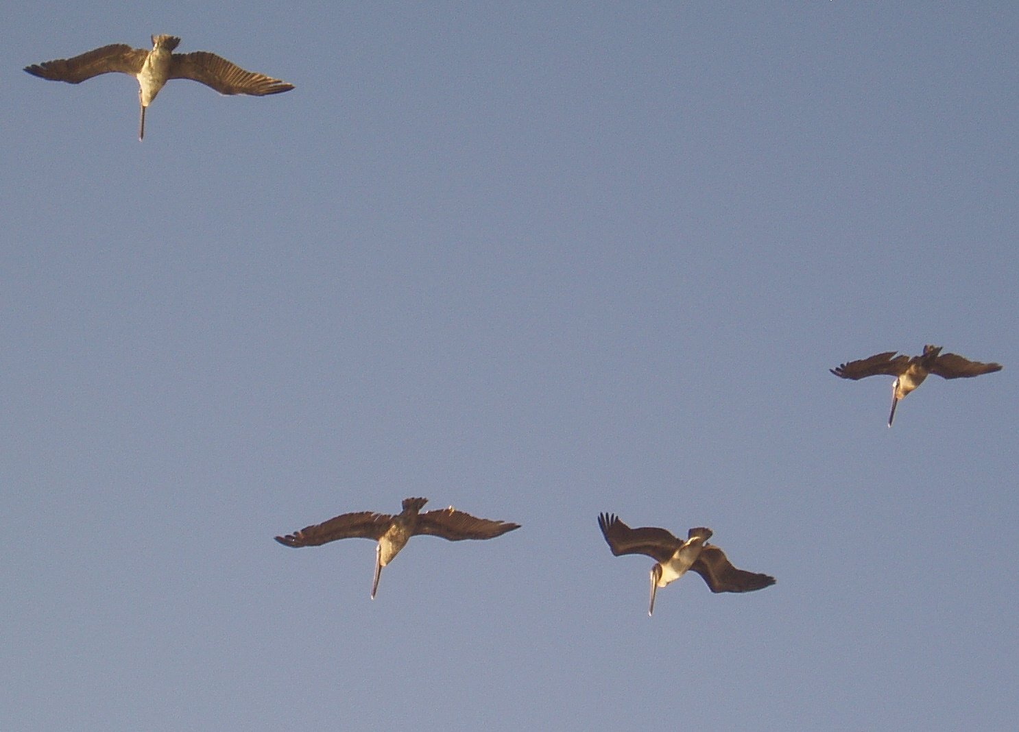 pelicans-into-the-setting-sun.jpg