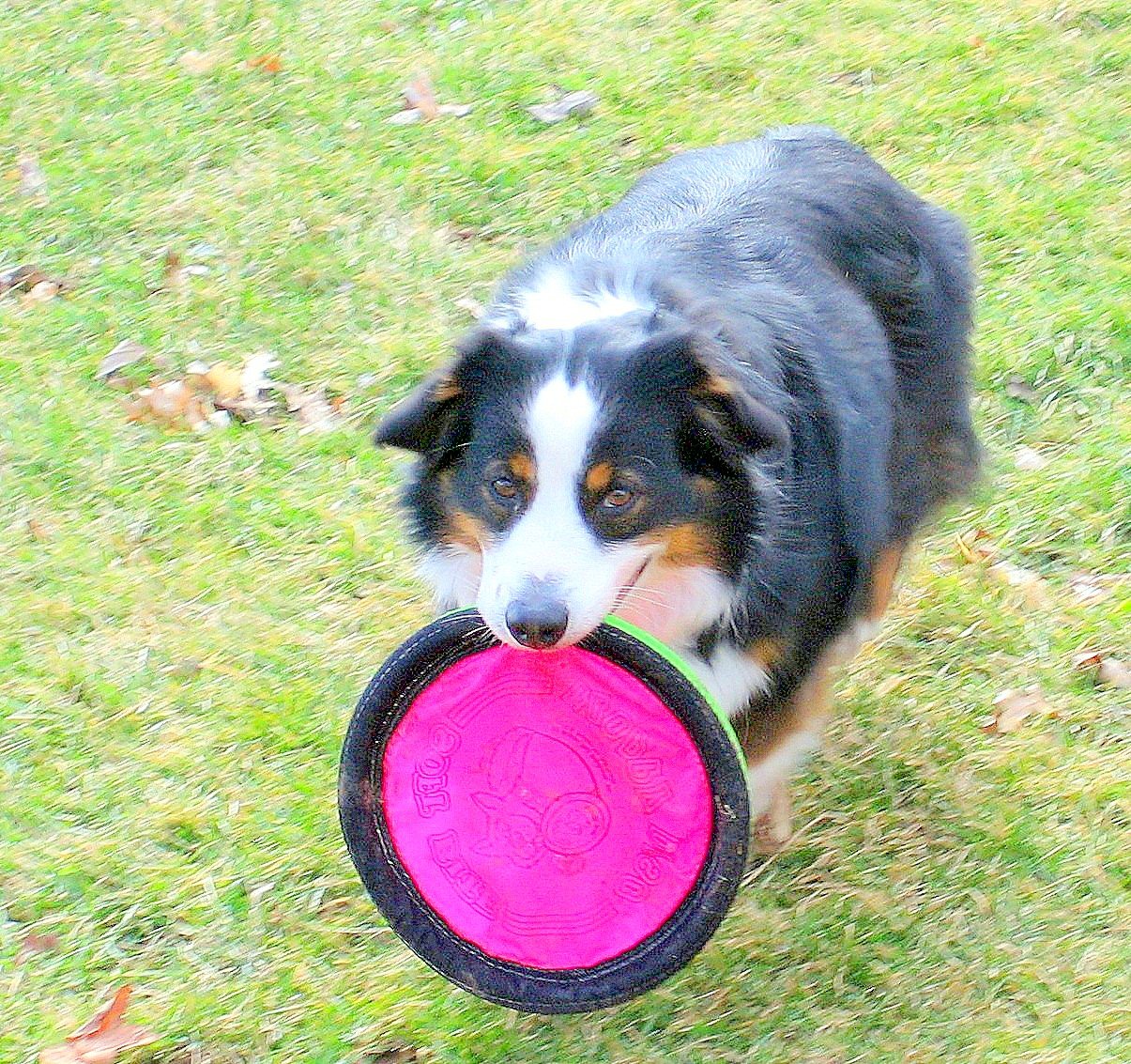 toby-8.jpg