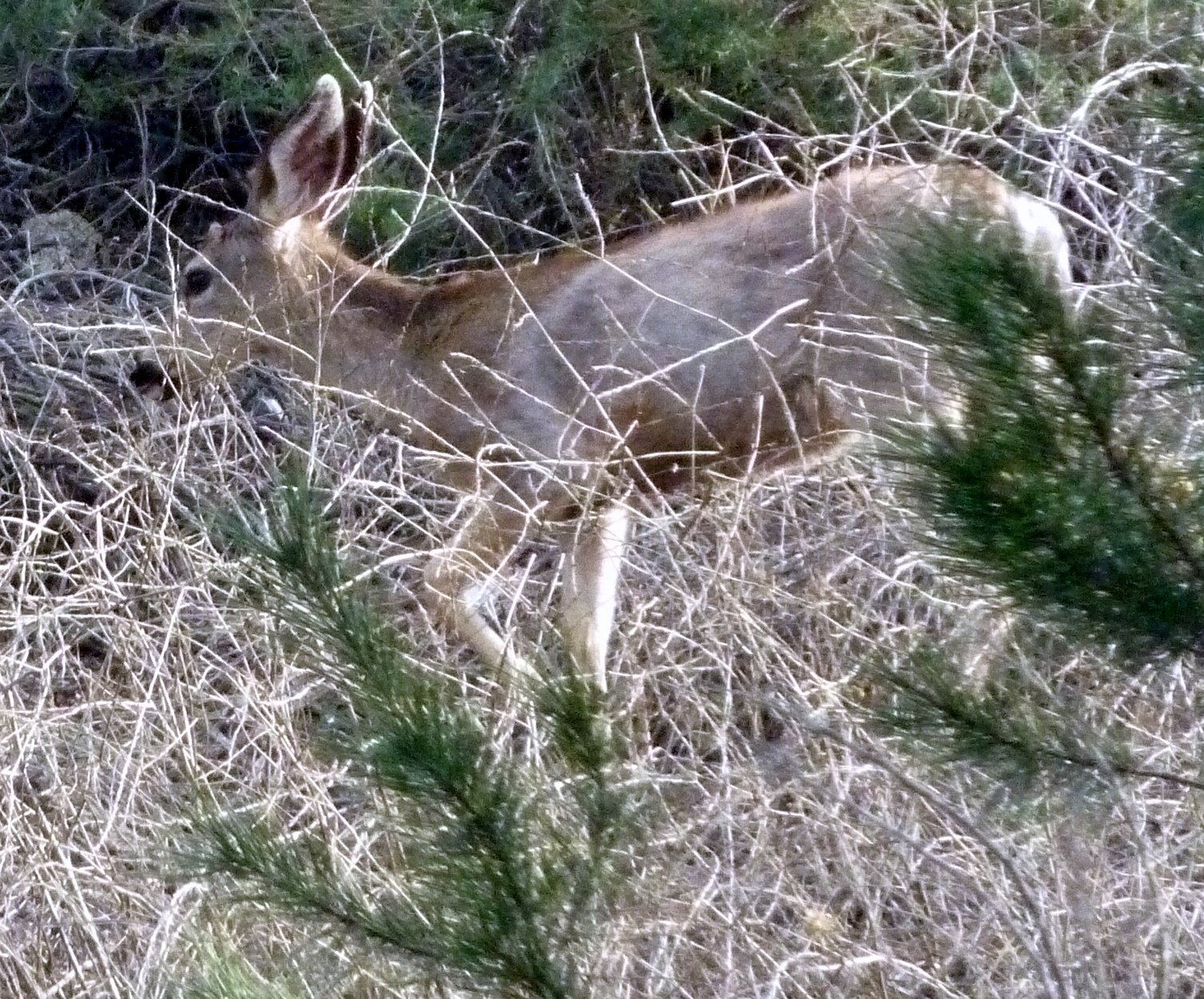 as-the-deer.jpg