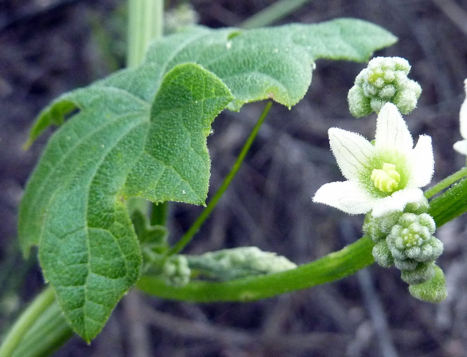 flower-and-leaf.jpg