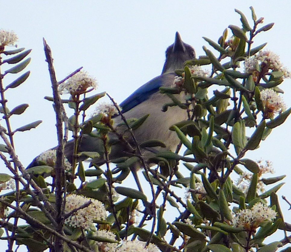 very-best-blue-bird.jpg