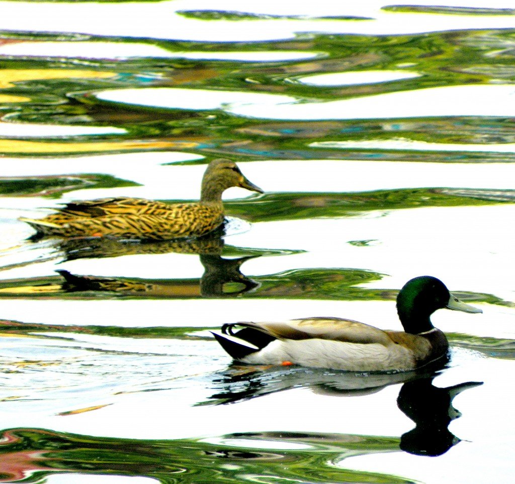 Disney Ducks