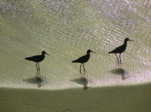 Shore Birds 3