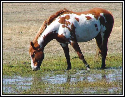 Dappled Horse